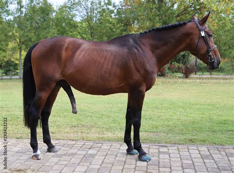 Huge horse cock compilation with attentive zoophiles.